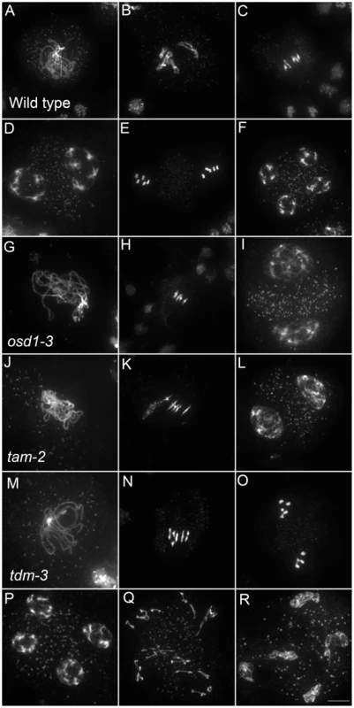 Meiotic chromosome spreads of wild type, <i>osd1-3</i>, <i>tam-2</i>, and <i>tdm-3</i> single mutants.