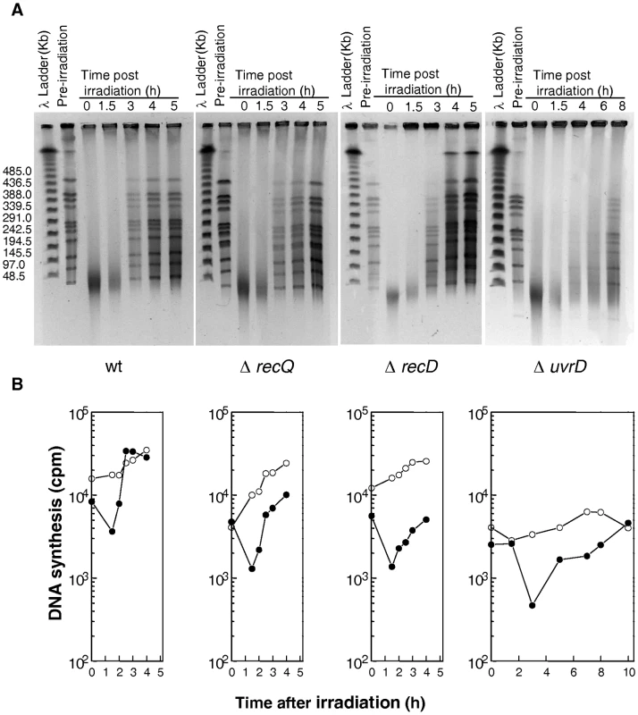 DNA repair and DNA synthesis in Δ<i>recQ</i>, Δ<i>recD</i>, and Δ<i>uvrD</i> mutants.