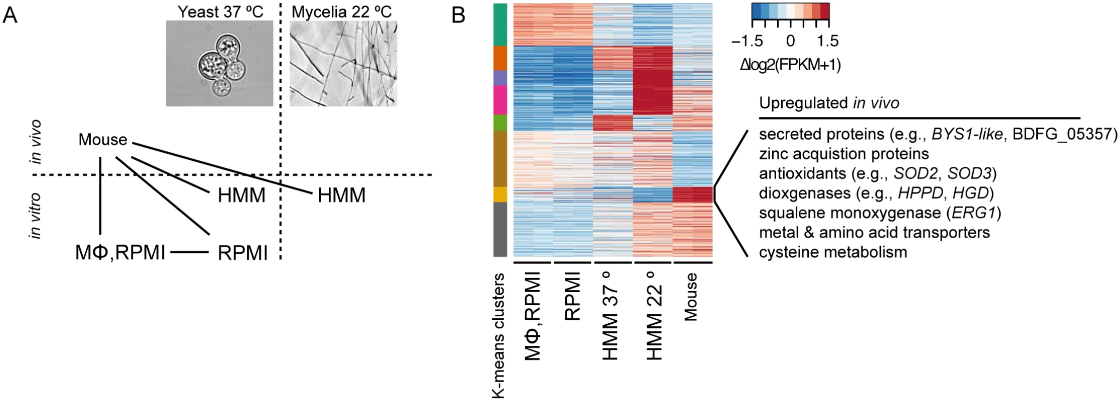 Transcriptional response of <i>B</i>. <i>dermatitidis</i> strain ATCC26199 to infection.
