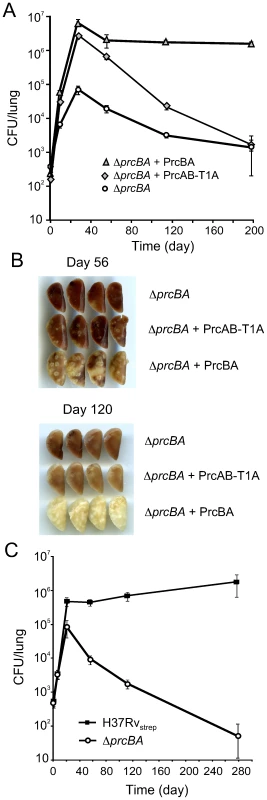 The active site mutant proteasome complements the <i>in vivo</i> growth defect but not the persistence defect of the proteasome KO.