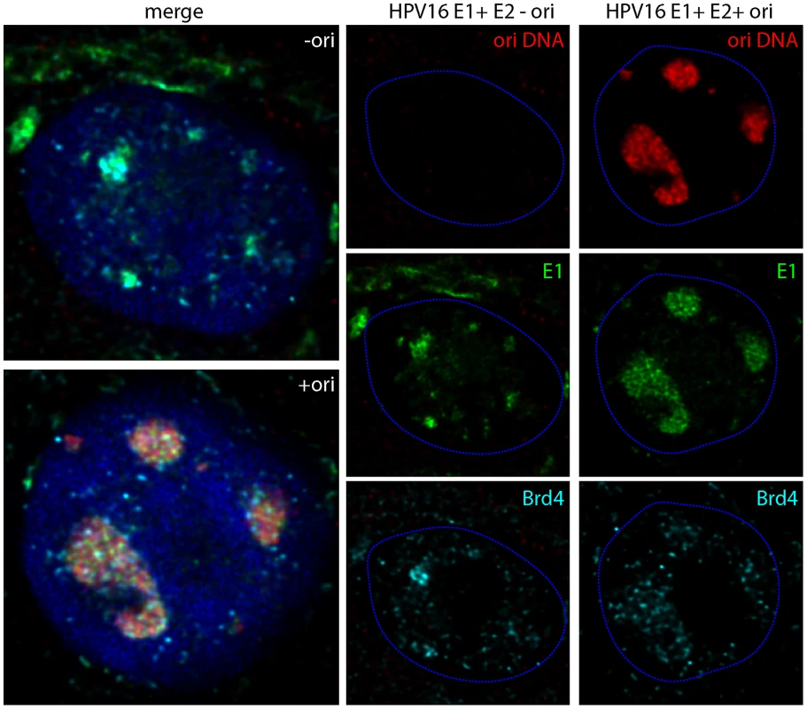 HPV origin containing plasmids replicate to high levels in E1/E2 nuclear foci.
