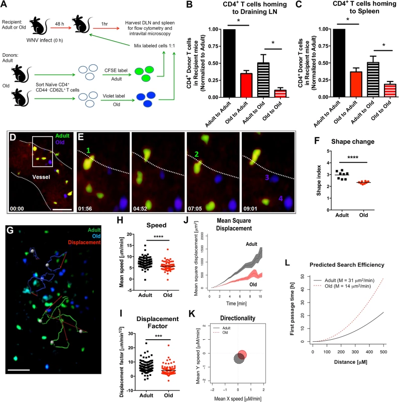 Defects in migration of naïve CD4<sup>+</sup> T cells from old mice into inflamed LN.