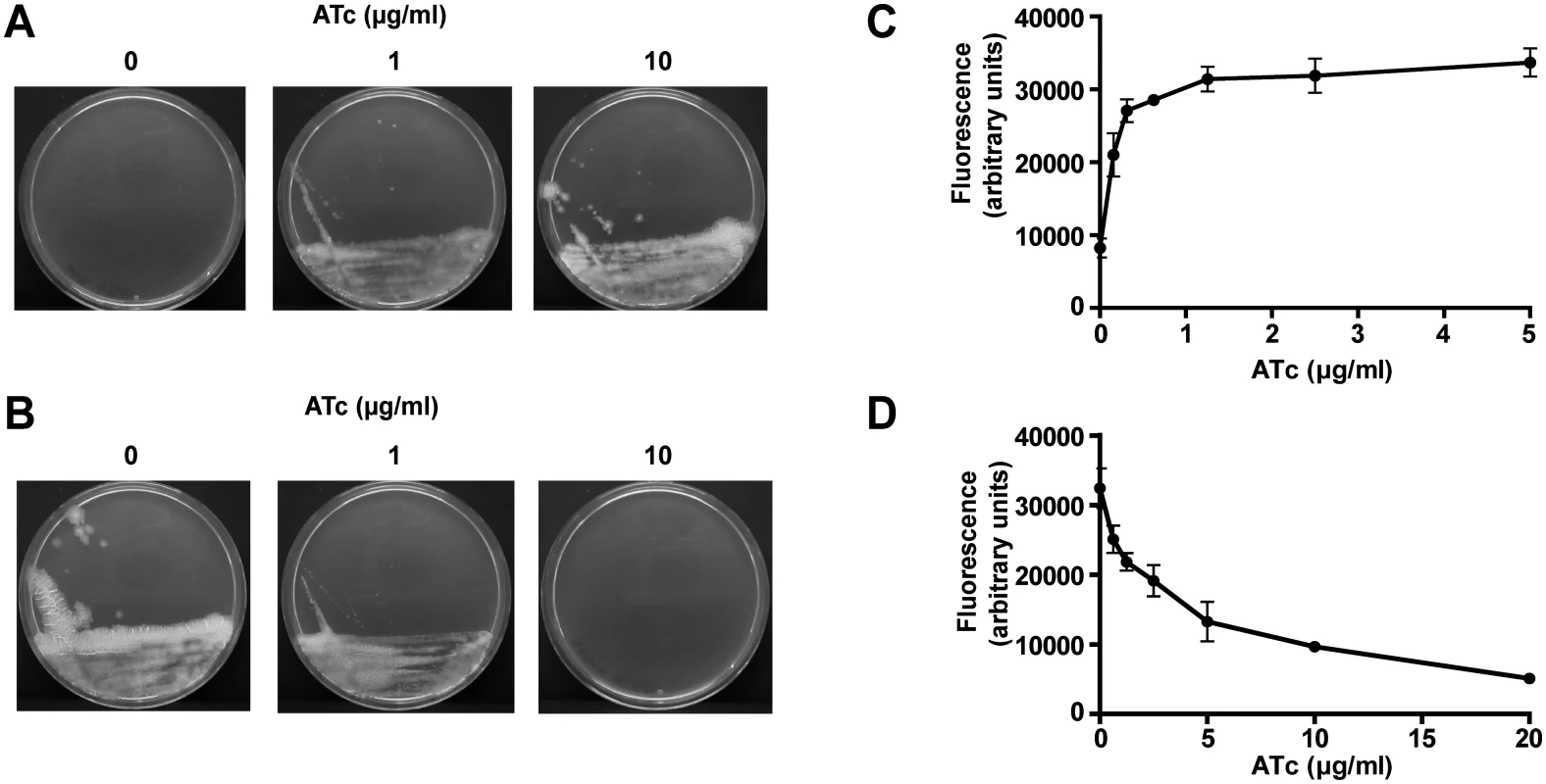 Expression of MycP5 is essential for growth of <i>M</i>. <i>bovis</i> BCG.