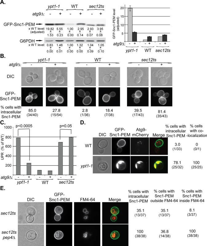 Atg9 is epistatic to Ypt1 in macro-ER-phagy and not to the ER-exit regulator Sec12, which is not defective in this process.