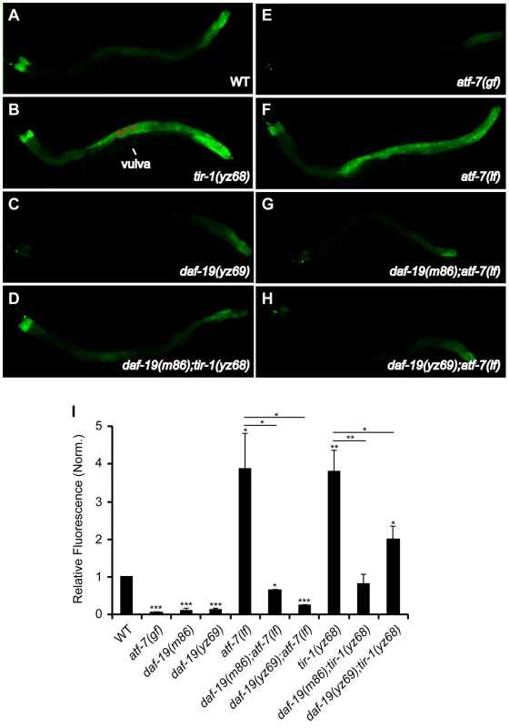 Reduced immune gene marker in the intestine of <i>daf-19</i> mutants.