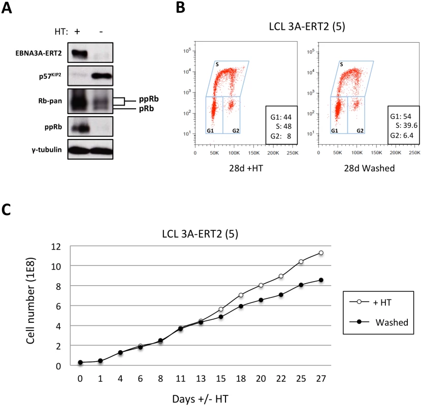 The increase of p57<sup>KIP2</sup> level is associated with de-phosphorylation of Rb and reduced entry into S phase and proliferation.