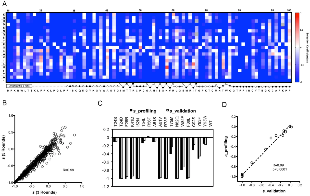 The fitness landscape of amino acids 18–103 in NS5A in virus replication.