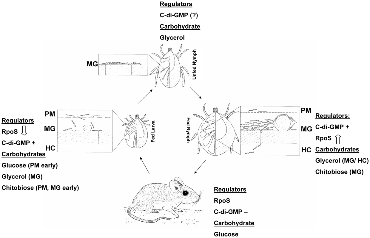 Carbohydrate availability and transcriptional regulators at different stages of the <i>B. burgdorferi</i> enzootic cycle.