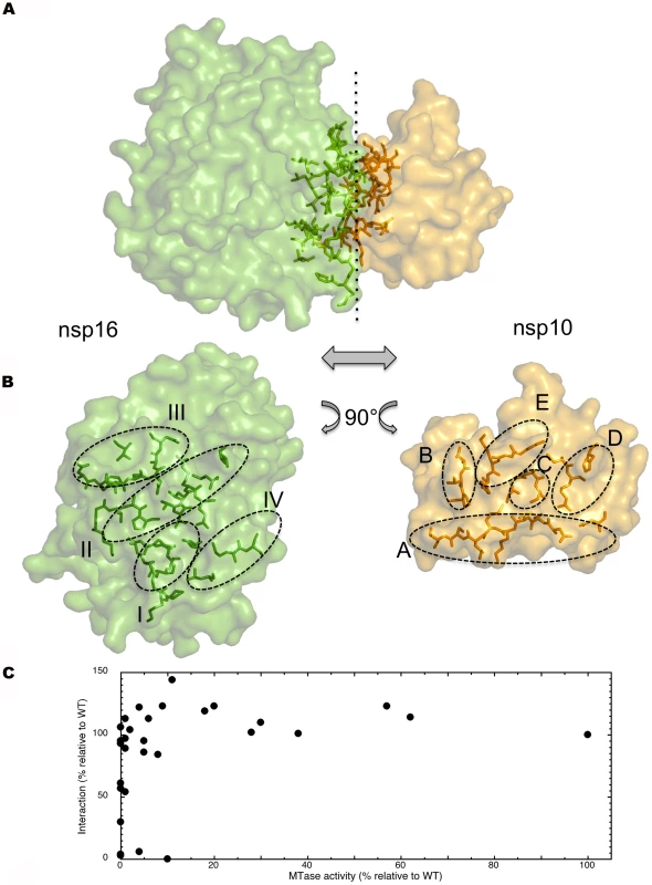 Detailed definition of nsp16 and nsp10 elements involved in the interface.