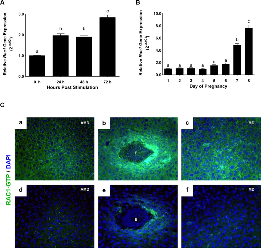 Rac1 is induced in the uterus during early pregnancy.