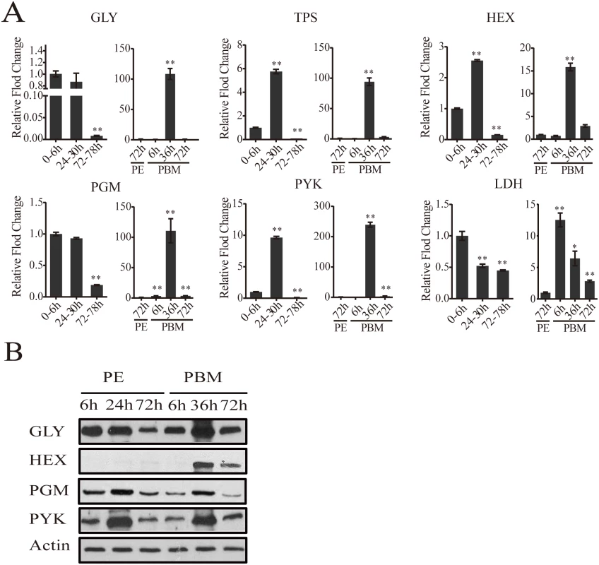 CM gene expression dynamics in the fat body of adult female mosquitoes.