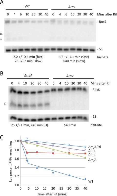 Two pathways of RoxS RNA turnover.
