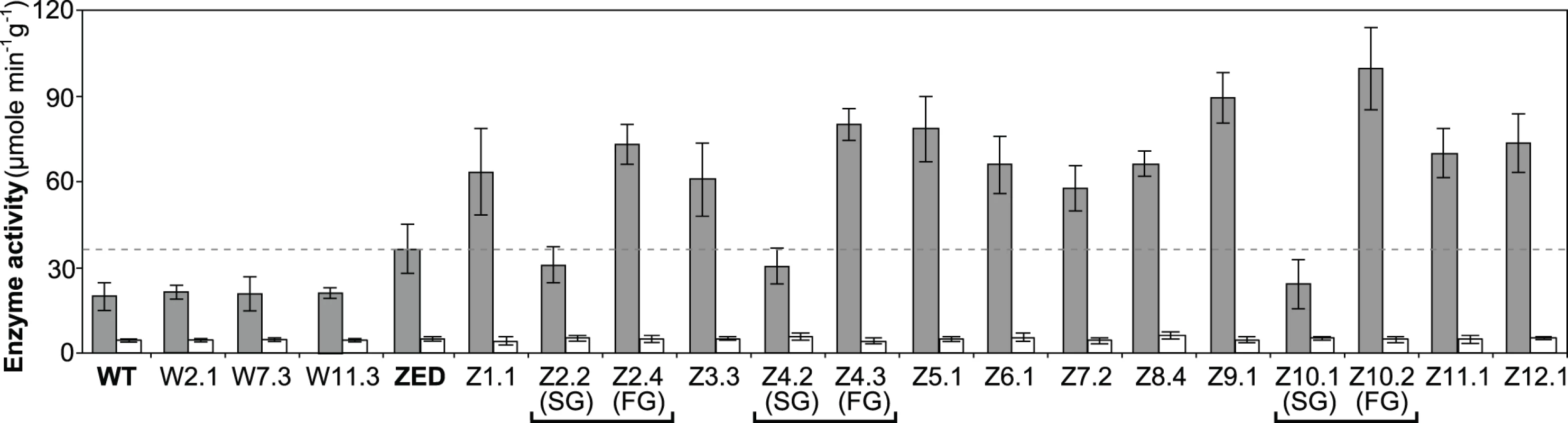 Transhydrogenase activity of <i>E</i>. <i>coli</i> WT, <i>E</i>. <i>coli</i> ZED, and evolved isolates.