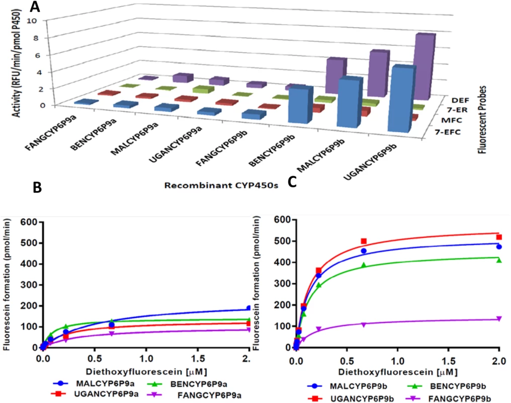 Metabolism of probe substrates by various recombinant CYP6P9a and CYP69b proteins.
