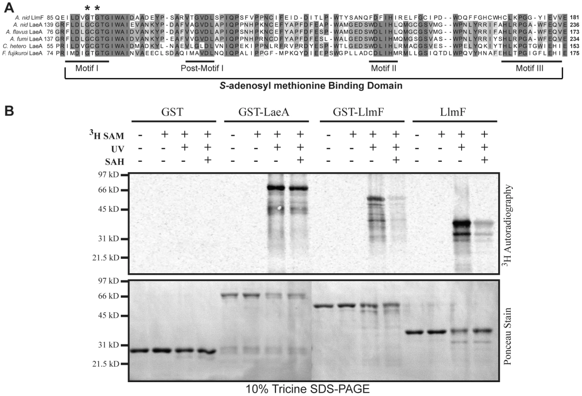 Recombinant LlmF binds the methyl donor molecule <i>S</i>-adenosyl methionine.