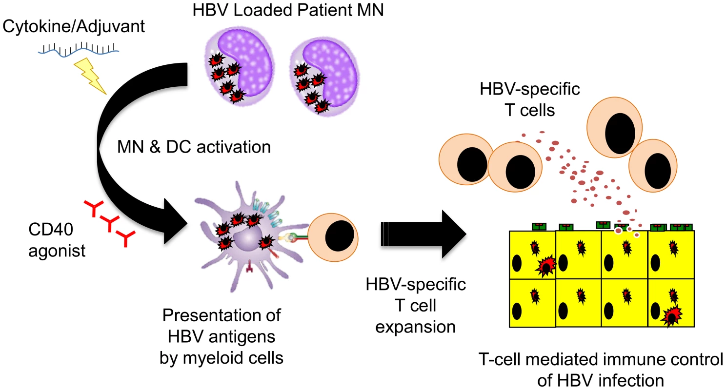 Schematic representation of the potential ability of HBV-loaded monocytes <em class="ref">[22]</em> to stimulate HBV-specific T cells trough TLR <em class="ref">[20]</em> or anti-CD40 agonists <em class="ref">[21]</em>.