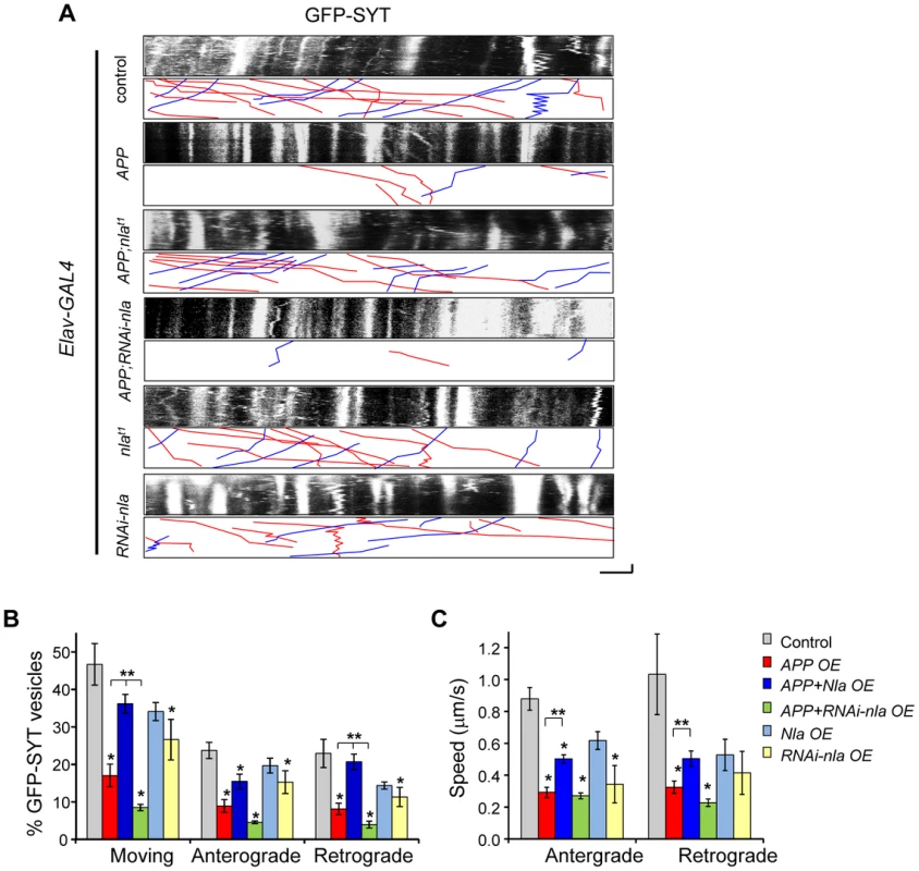 APP upregulation causes defective transport of synaptotagmin that is restored by Nebula co-upregulation.
