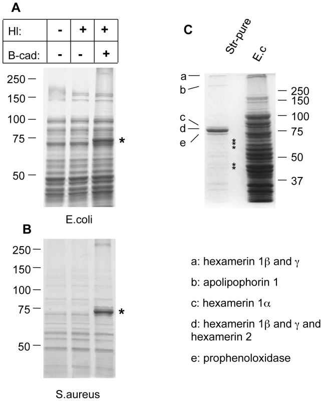 Humoral procoagulants bind to microbial surfaces.