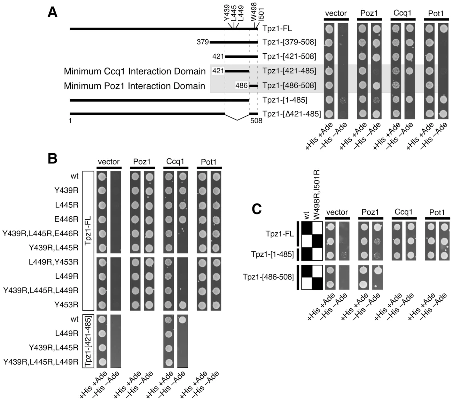 Determination of domains and amino acid residues critical for mediating Tpz1-Ccq1 and Tpz1-Poz1 interaction in Y2H assays.