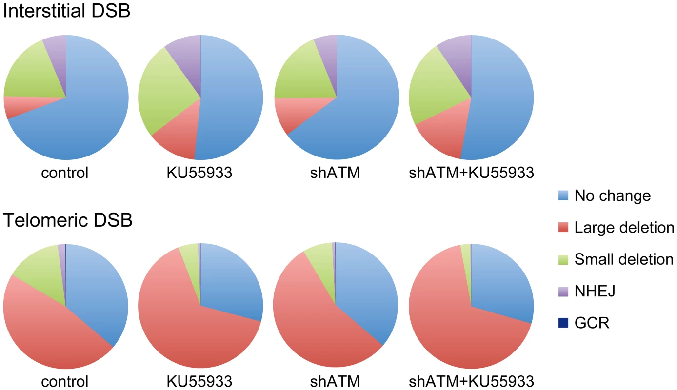 The relative proportion of different types of rearrangements resulting from interstitial and telomeric DSBs.