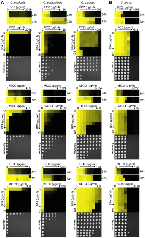 BFA synergizes with different azoles in pathogenic non-<i>albicans Candida</i> species.