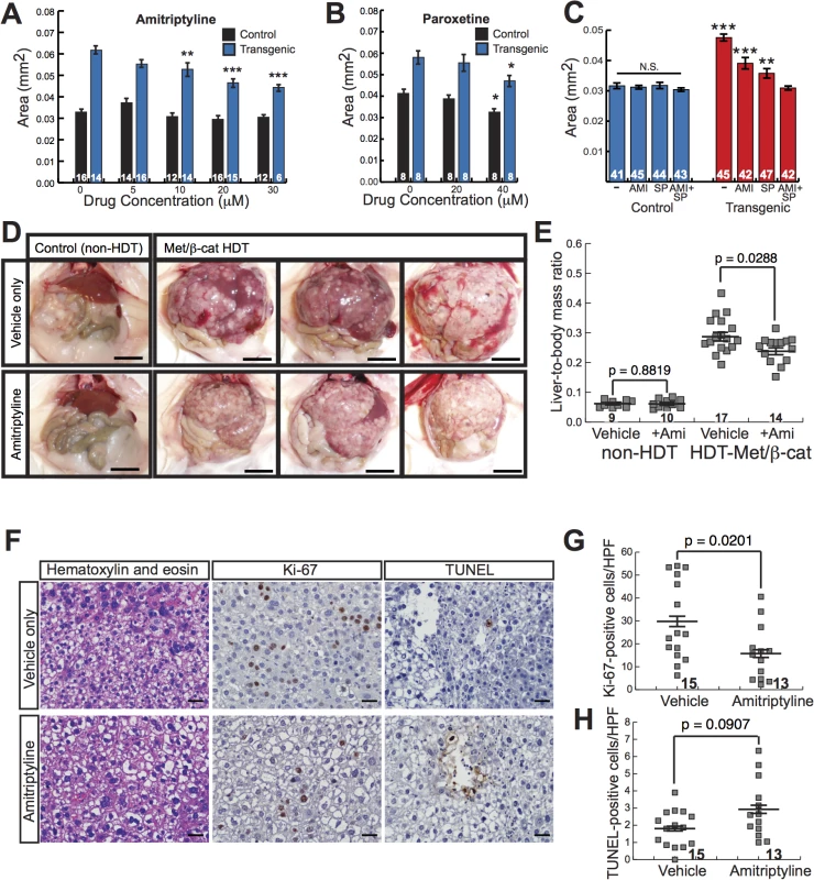 Antidepressants decrease β-catenin-induced liver enlargement and tumorigenesis.