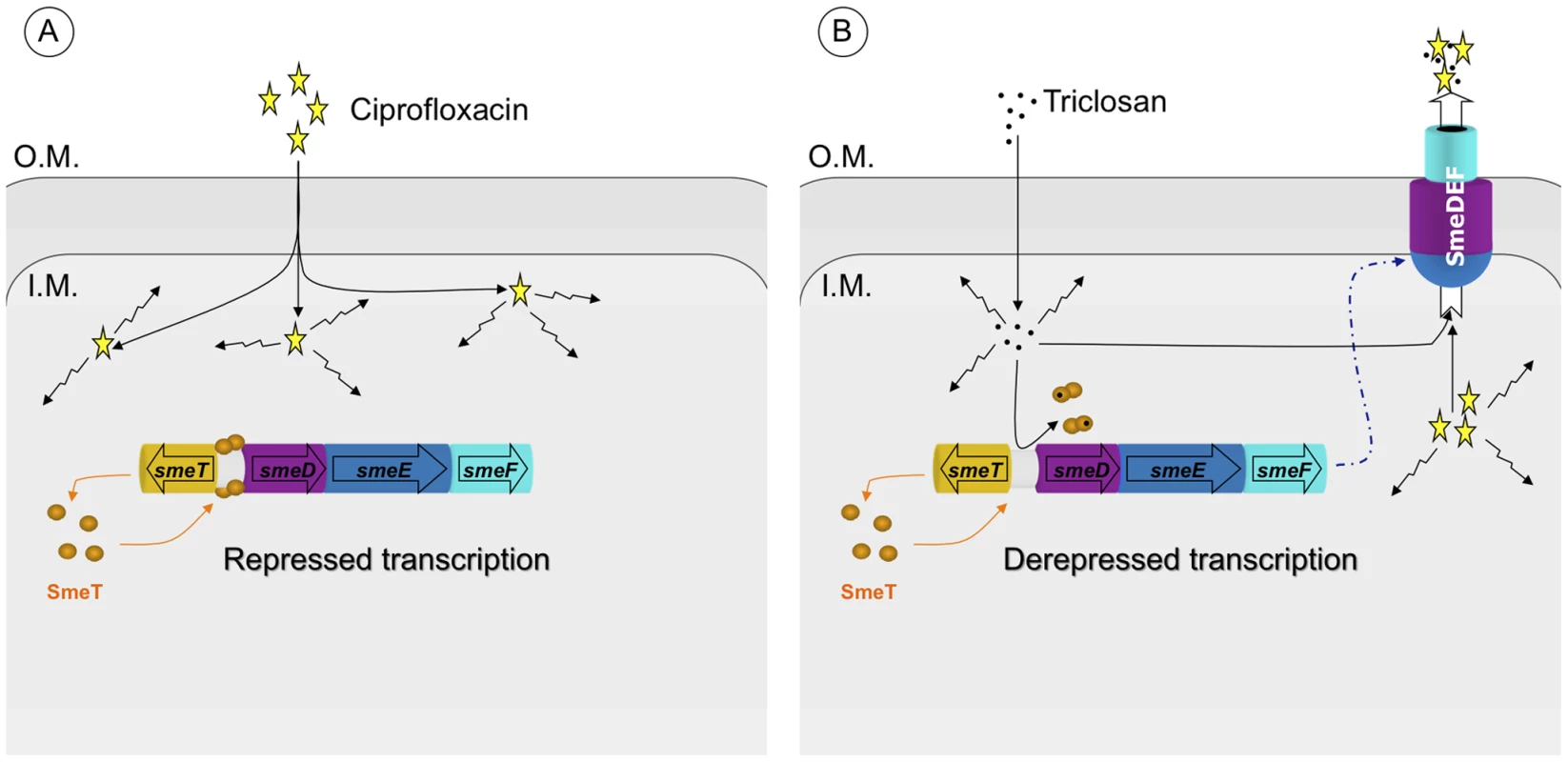 Effect of triclosan on the susceptibility to antibiotics of <i>S. maltophilia</i>.