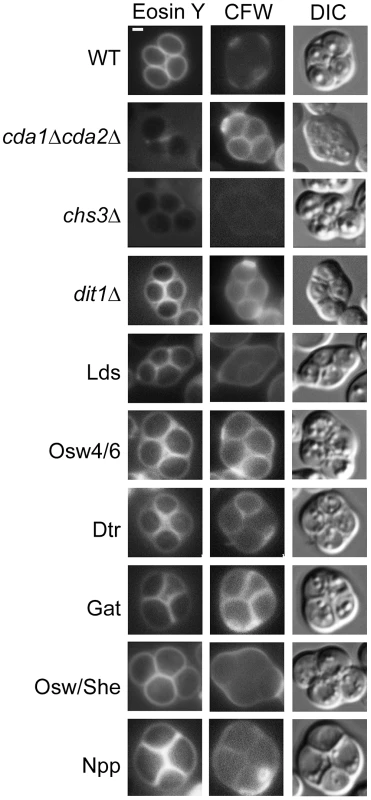 The effect of deletion of paralog sets on chitosan.