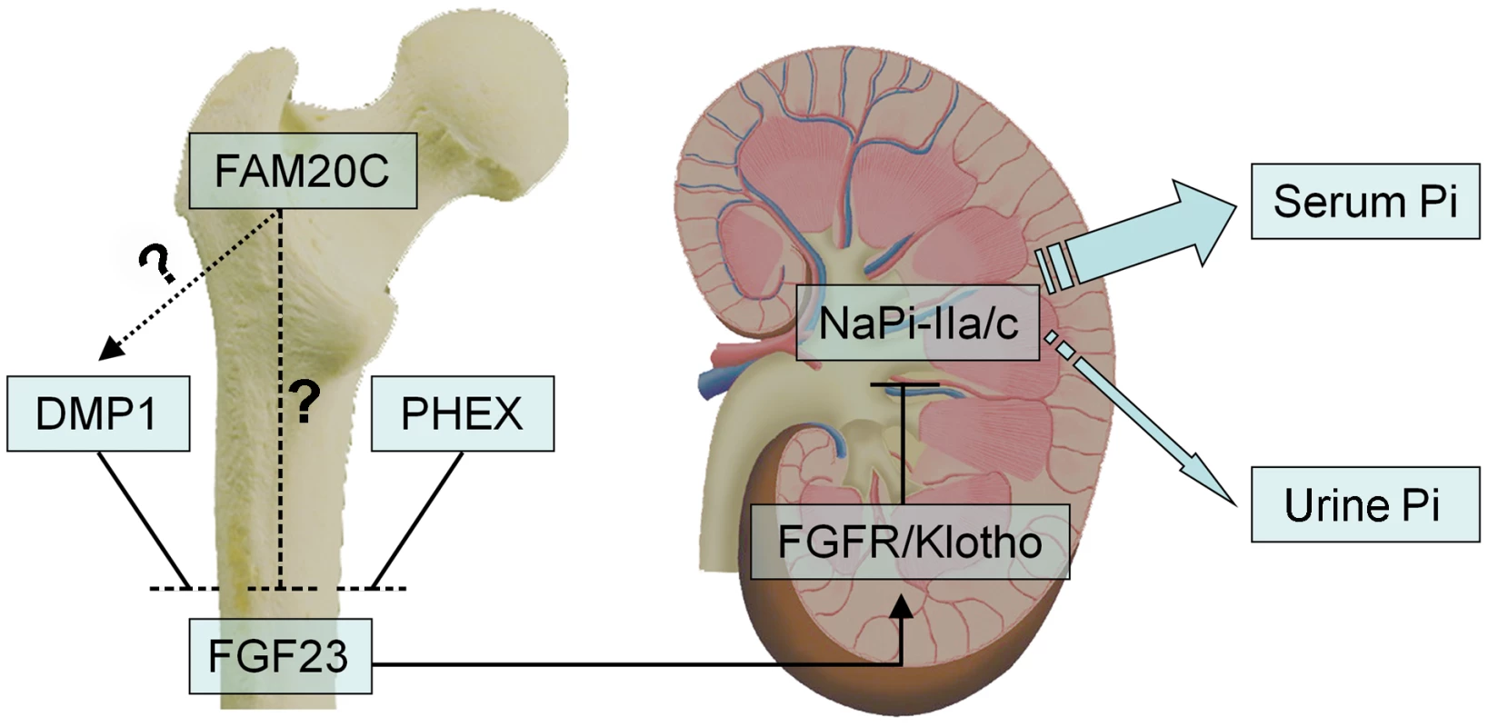 FAM20C may mediate phosphate homeostasis via FGF23.
