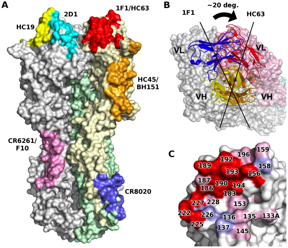 1F1 and HC63 exhibit similar HA binding modes.