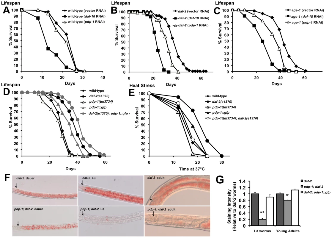 PDP-1 regulates multiple outputs of the IIS pathway.