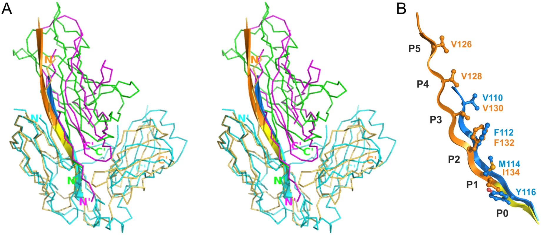 Differences in the register of donor residues and position of the subunit in CsuC:CsuA/B and complexes from classical systems.