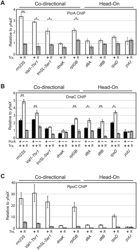 PcrA and DnaC association with specific chromosomal regions are transcription-dependent and correlate with RpoC association.