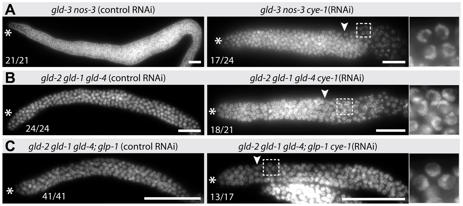 Tumorous proliferation of <i>gld-2 gld-1 gld-4</i> triple mutants depends on <i>cye-1</i>.