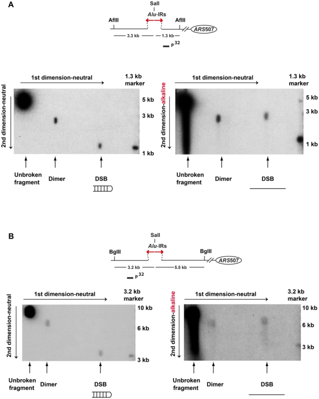 2D neutral/alkaline gel analysis of <i>Alu</i>-IR-induced DSBs in theTET-<i>POL3</i>Δ<i>sae2</i> strain.