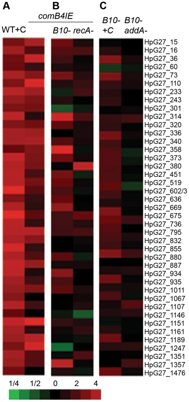 <i>com</i> T4SS control of the DNA damage response.