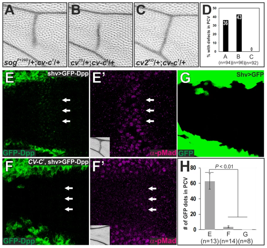 Cv-C is required for Sog-Cv-dependent BMP transport into the PCV region.