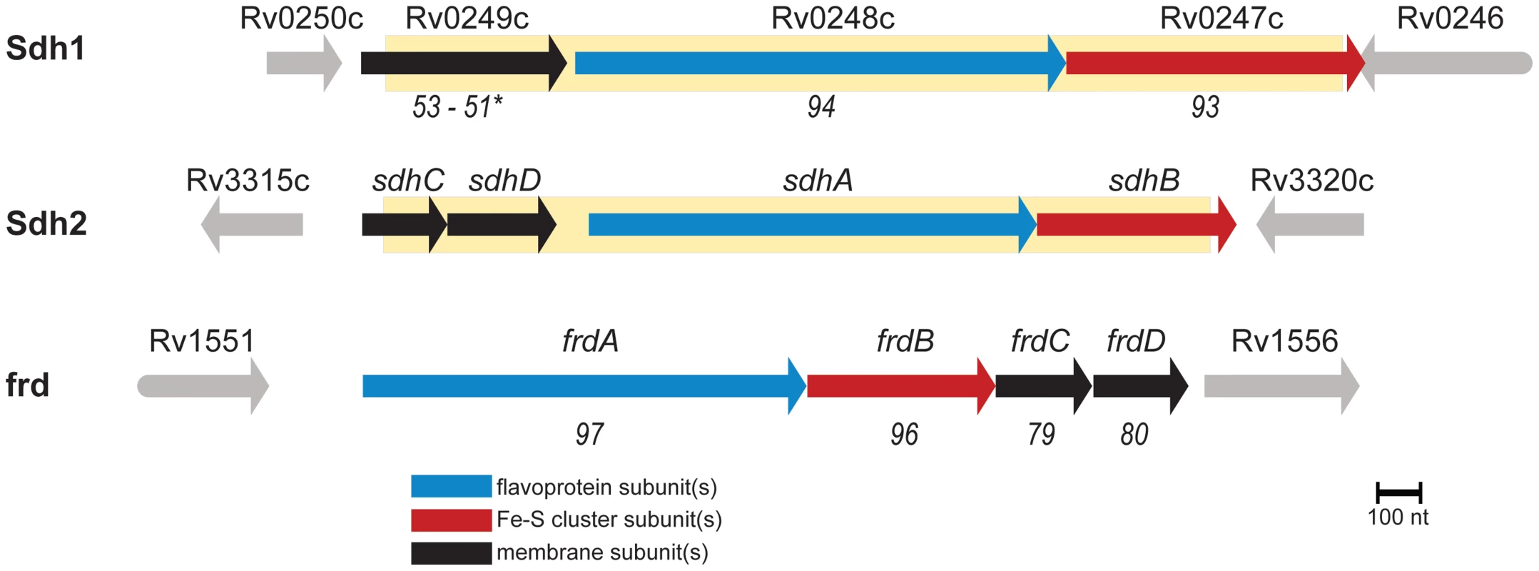 <i>M. tuberculosis contains three</i> enzymes capable of succinate oxidation.