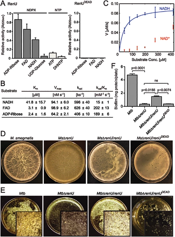 <i>renU</i> encodes a Nudix hydrolase required for biofilm growth.