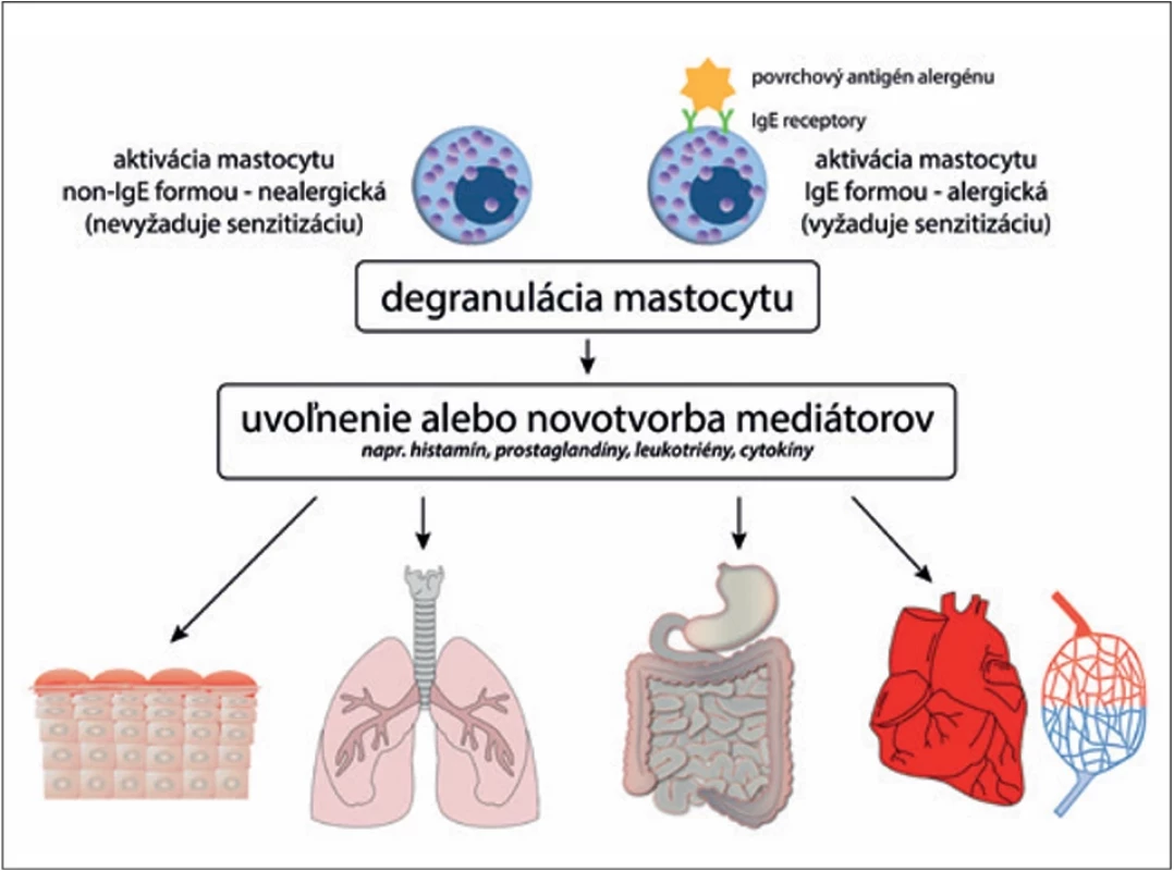 Patofyziológia anafylaxie, upravené podľa(7)
