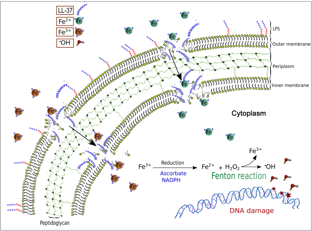 A model for LL-37-mediated, iron–induced mutagenesis in <i>Pseudomonas aeruginosa</i>.