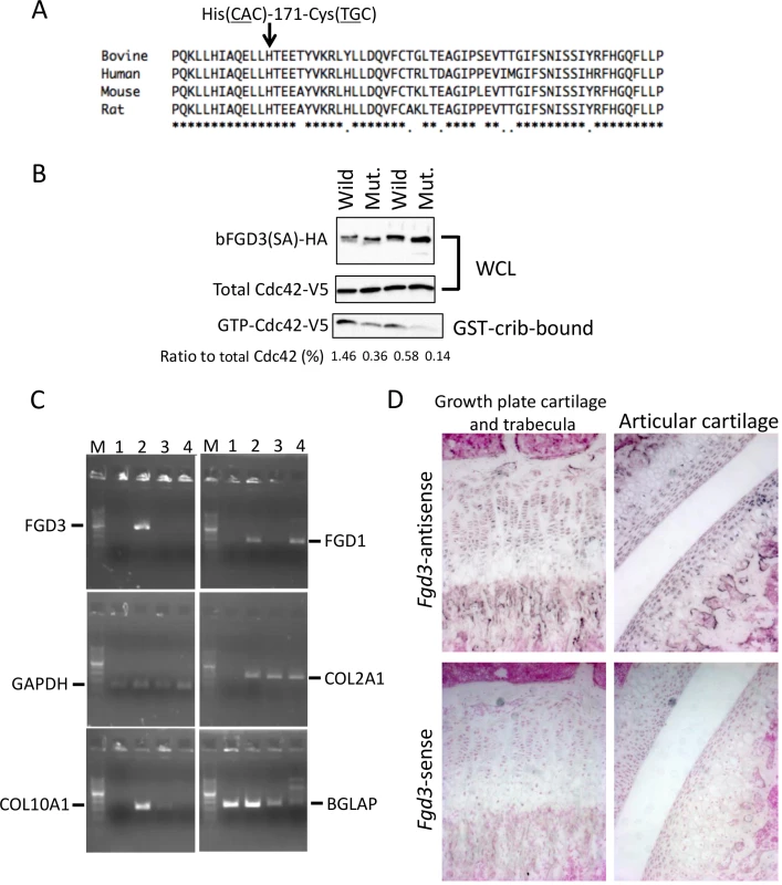 Amino acid sequence alignment around His-171, GEF activity, and gene expression of FGD3.