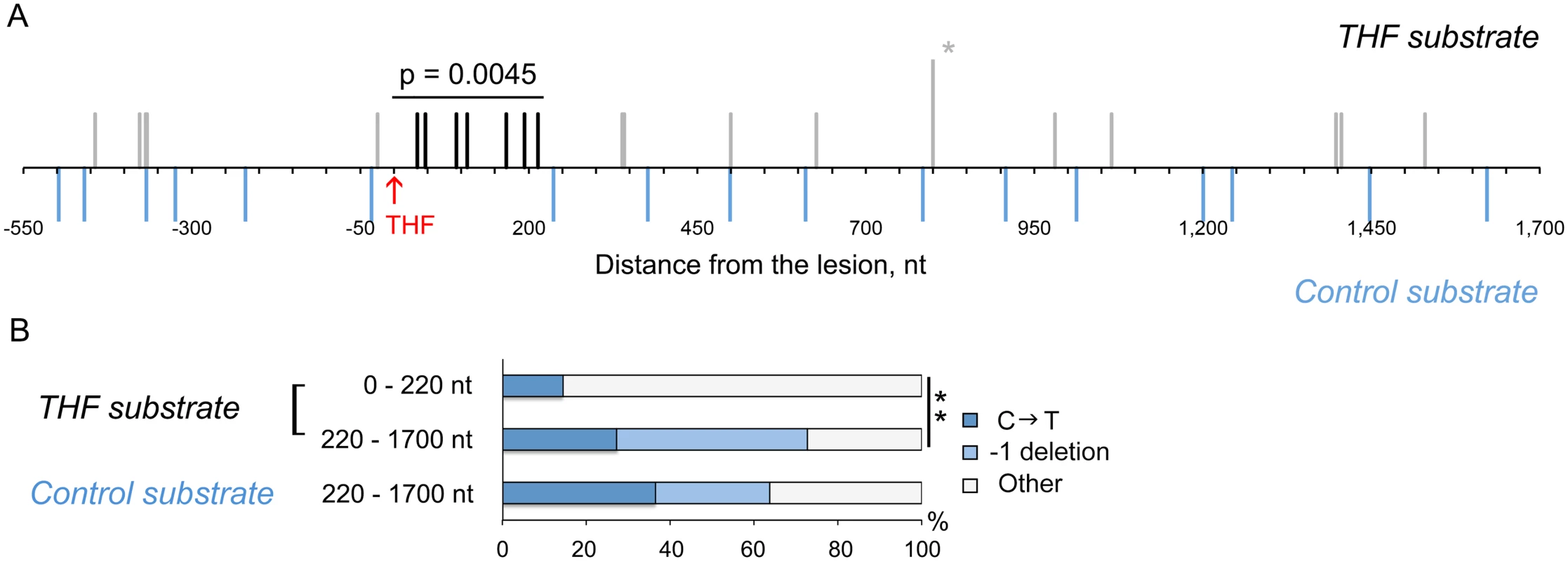 THF bypass is associated with increased mutagenesis downstream of the lesion.