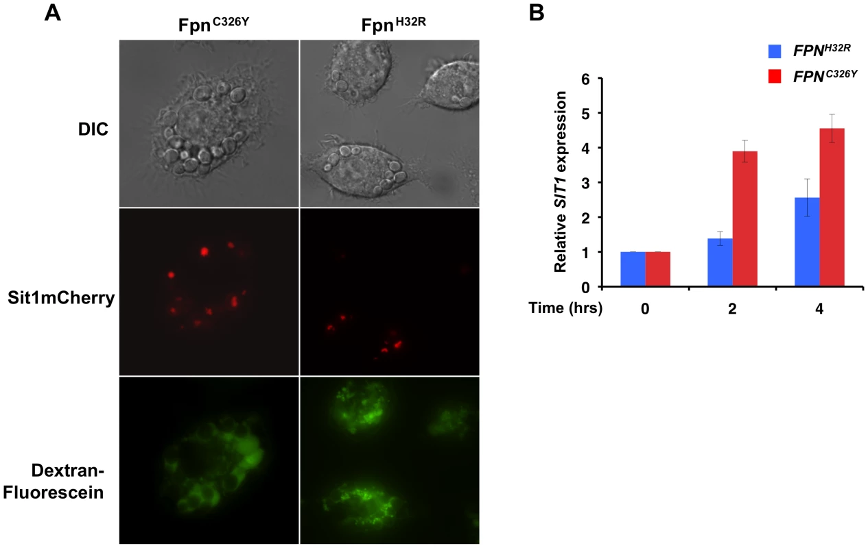 <i>C. glabrata</i> is responsive to host intracellular labile Fe pools.