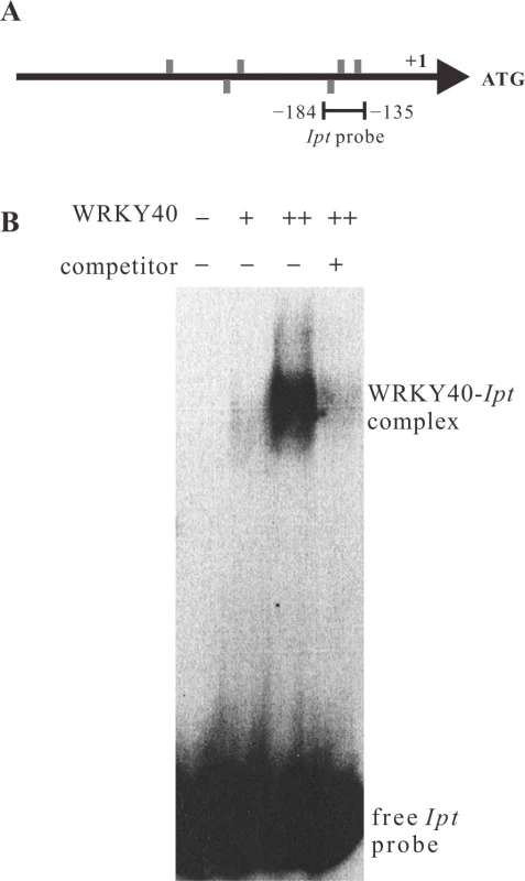 WRKY40 binds to the <i>Ipt</i> promoter <i>in vitro</i>.