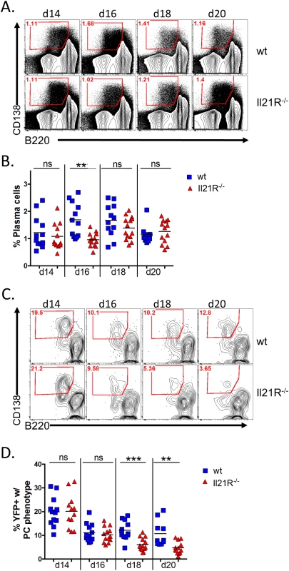 IL-21 is required for generation of infected PCs at late time points during the onset of latency.