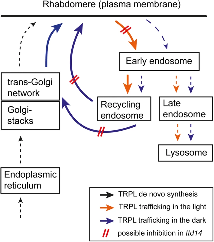 Proposed scheme of TRPL trafficking.