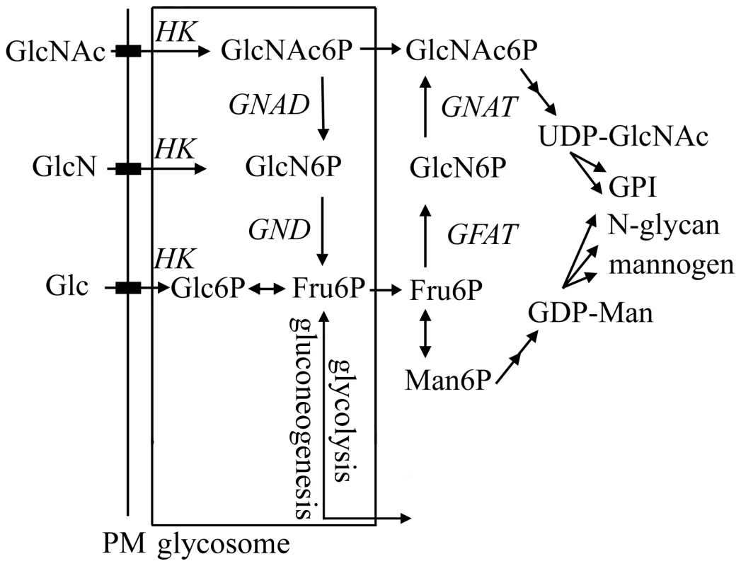 Hexosamine metabolism in <i>Leishmania</i>.