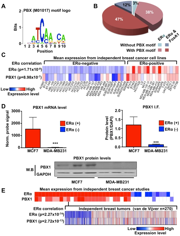 PBX1 correlates with ERα.