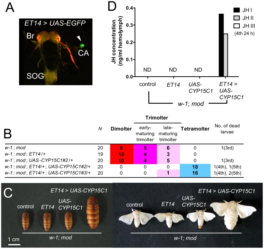 Transgenic rescue of <i>mod</i>.